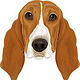 Basset-Hound