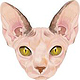 SphynxCat