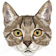 Cat normal