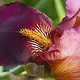 Iris red