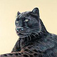 Panther Jaguar