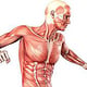Muskeln des Menschen – Muskulatur-Anatomie