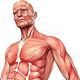 Die Muskulatur des Menschen – anatomische Illustrationen