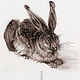 Feldhase; Studie nach Albrecht Dürer – Tusche, Pinsel auf Aquarellpapier