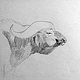 Kaffernbüffel; Skizze, Bleistift auf Papier