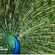 Pfau auf dem Filerimos-Berg, Rhodos, Griechenland