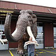 Das 4-Meter-Mammut und sein Schöpfer