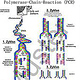 PCR-Schema in Farbe