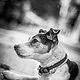 Jack Russel Terrier Portrait