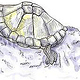 Schildkröte Aquarell