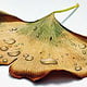 Ginkgo Blatt mit als Vektor erstellten Wassertropfen