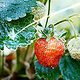 Erdbeeren mit Overlay