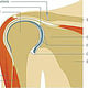 Schultergelenk. Illustration zu einem Gesundheitsratgeber. Stiftung Warentest