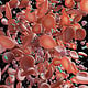 Blutkörperchen mit Krebszellen