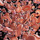 Blutzellen / Blutkörperchen, Krebszellen und Bakterien – Medizinische Illustrationen