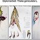 Diplomarbeit zu Thalia geniculata L.  (Format 70 × 100 cm)