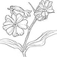 Silene Latifolia