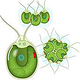 Biologische Zeichnung (Algen)
