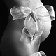 babybauch m schleife fotostudio barbara-bacher