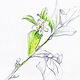 Zitronenblüte in der Toskana – Tools: Bleistift, Pinsel, Aquarellfarben