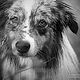 Australian Shepherd