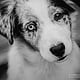 Australian Shepherd Welpe