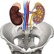 Medizinische Illustration Nieren