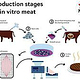 Infografik Herstellung In-Vitro Fleisch für Vier Pfoten e.V.