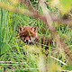Junger Fuchs im hohen Gras