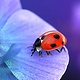 Ladybug