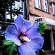Blume blau