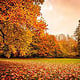 Herbst-Landschaft mit Ahorn-Bäumen