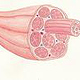 Muskelzelle im Detail (Aquarellzeichnung)