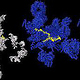 Ein Spliceosom aus der Hefe: Gelb: zu spleißende RNA, weiss: RNA, blau: Protein