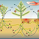 Abbildung zum Abbau chemischer Schadstoffe durch Pflanzen und Mikroorganismen