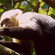 Costa Rica – Wildlife