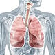 Lungen und Atmungsorgane: medizinische Bilder und anatomische Illustrationen
