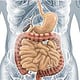 Magen-Darm-Trakt: medizinische 3D-Illustration