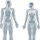 Anatomische Illustrationen: Mann und Frau