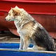 9 Klewar-Dogs-Madeira 7753−2