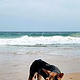 Strand- Straßenhund auf Sri Lanka
