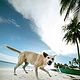 Strandhund auf Bohol, Philippinen