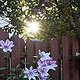 Clematis im Zusammenklang mit der Sonne