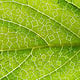 Squared leaf