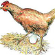 Huhn, aus „Fabelhafte Welt“