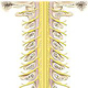 Spinalnerven