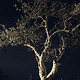 Tree at Night
