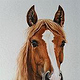 Pferdeportrait in Aquarell 30×40
