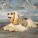 Amerikanischer Cocker Spaniel