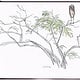 Marabu im Baum